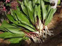 Ramps are Wild Onions 